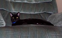 cats/2004-08-07 015.jpg